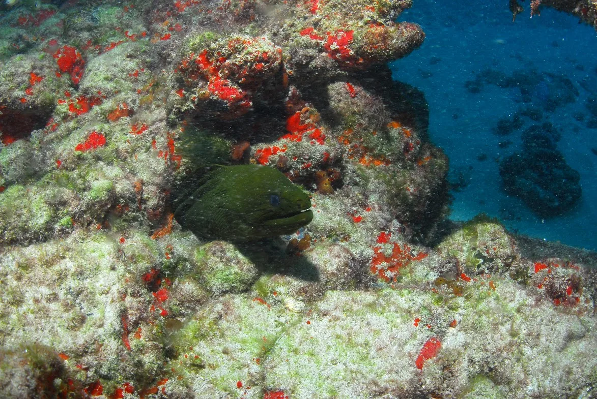 Mergulho - foto 7